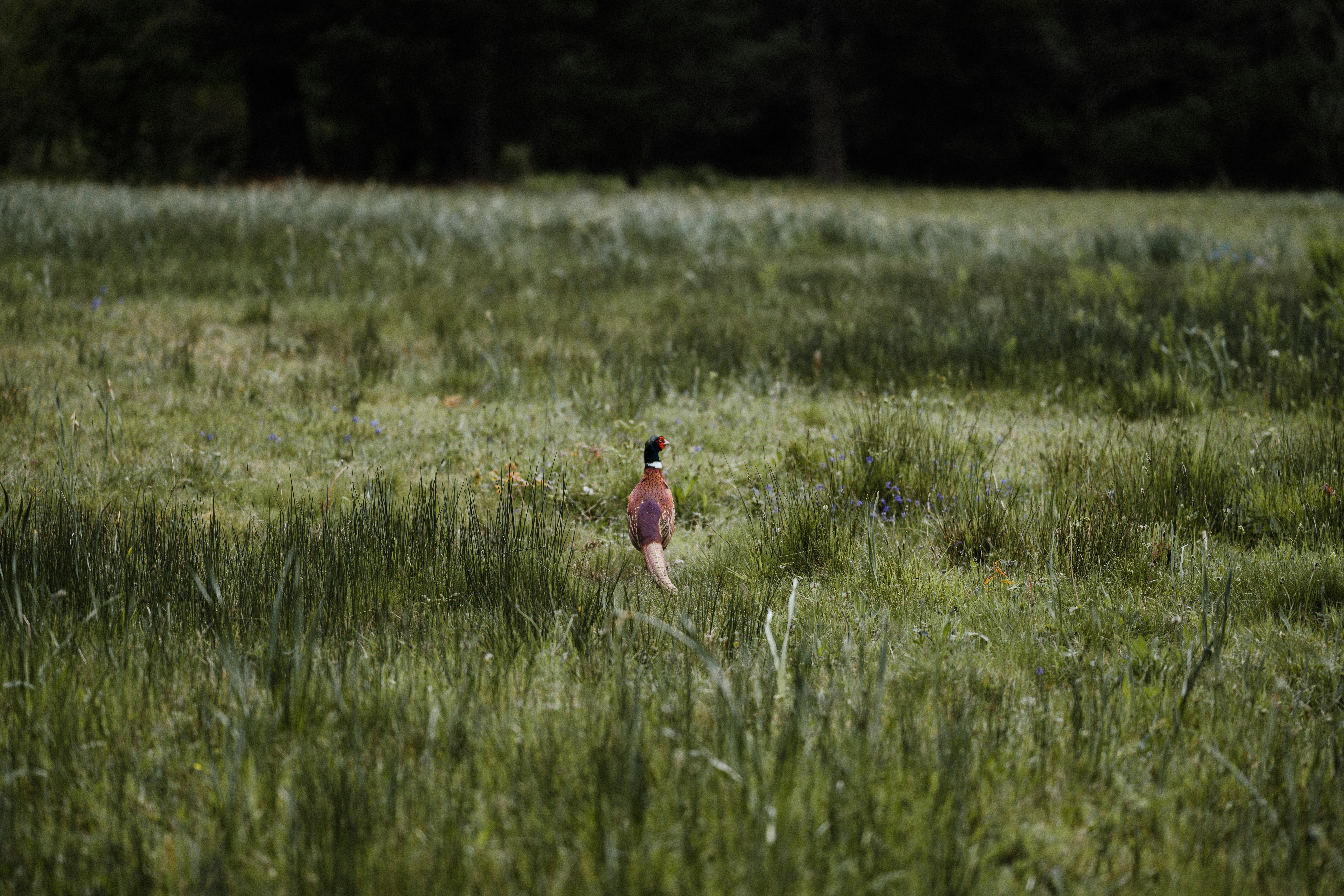 girl in pink dress running on green grass field during daytime